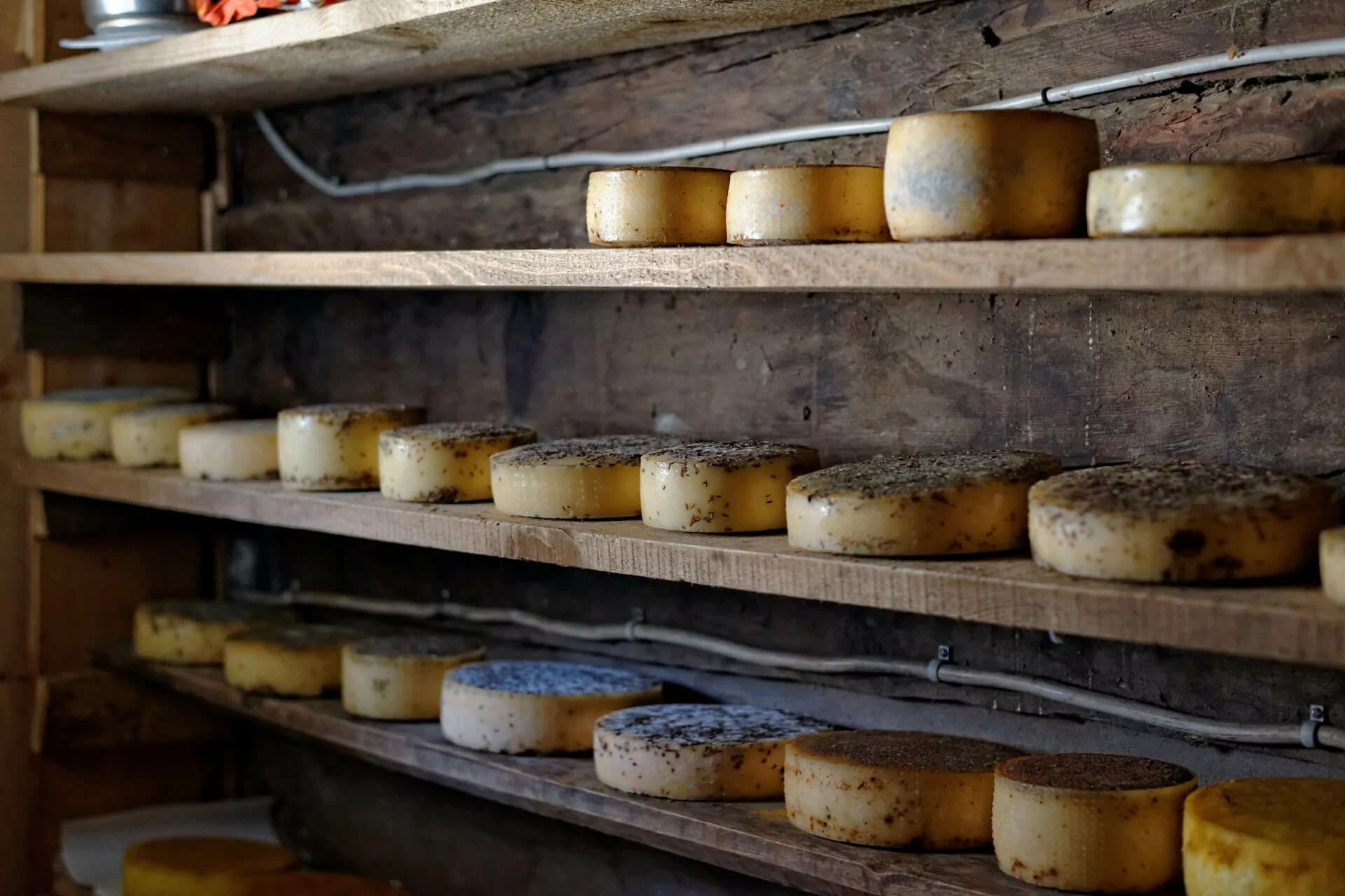 round swiss cheeses on rack